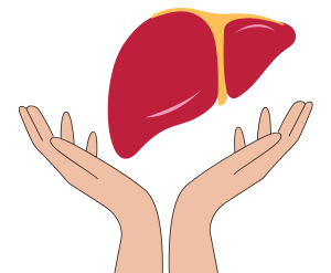 Rejuvenates Liver